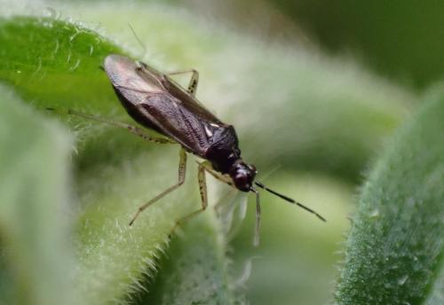 Réf. 325 865 : Dicyphus globulifer
